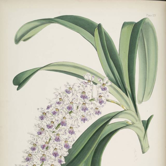 白紫花朵装饰画
