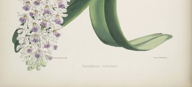 白紫花朵装饰画