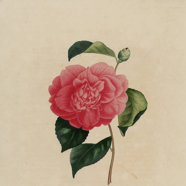 复古手绘茶花插图5
