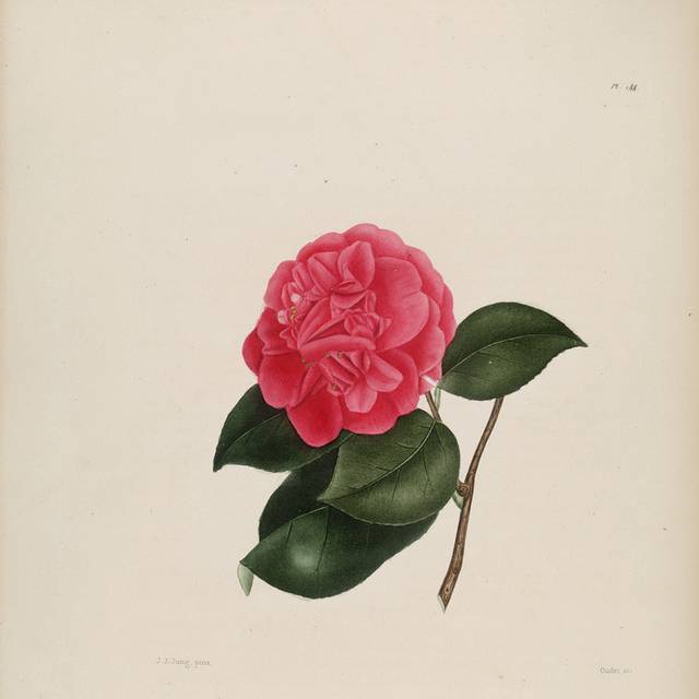手绘高清茶花装饰画2