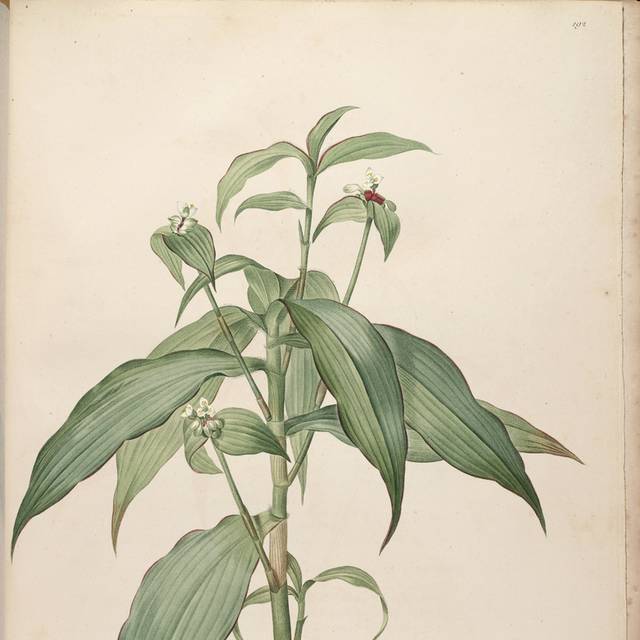 绿叶白花装饰画1