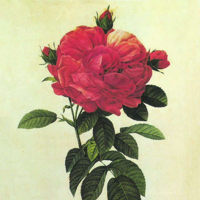鲜红玫瑰花客厅装饰画