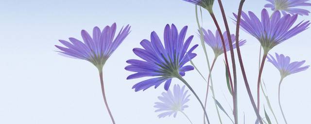 蓝天紫色鲜花装饰画