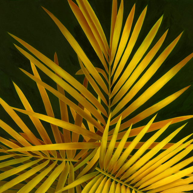 黄色植物装饰画