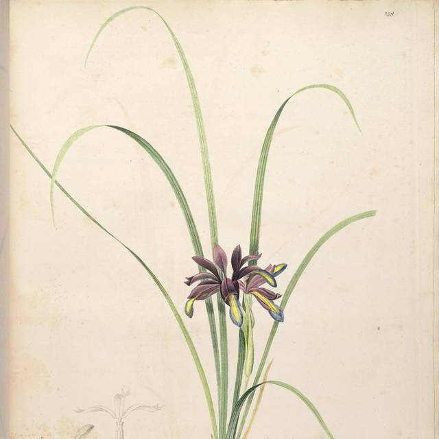 紫色花朵叶子装饰画