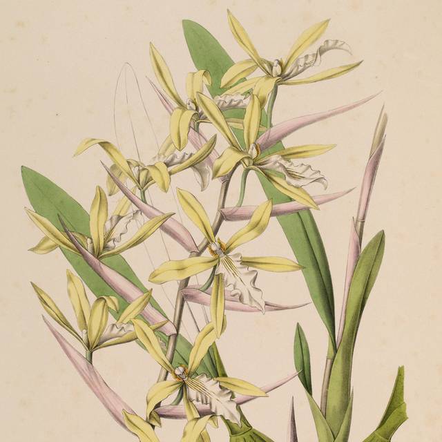 彩色精美黄花装饰画