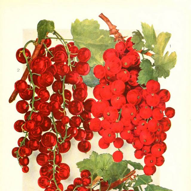 藤本红色水果装饰画