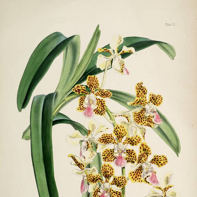 绿叶黄白花朵装饰画