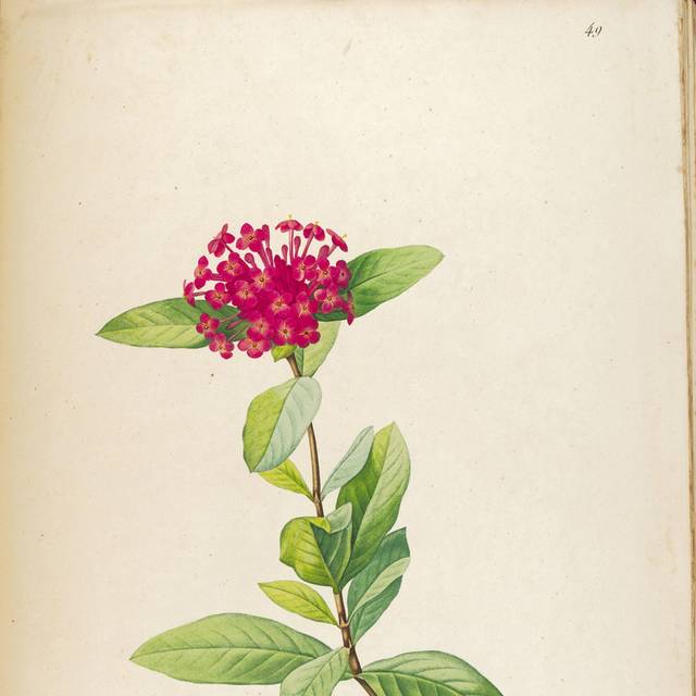 复古红色美丽花朵装饰画4