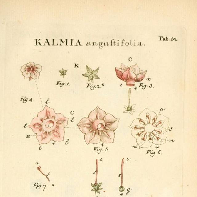 植物插画