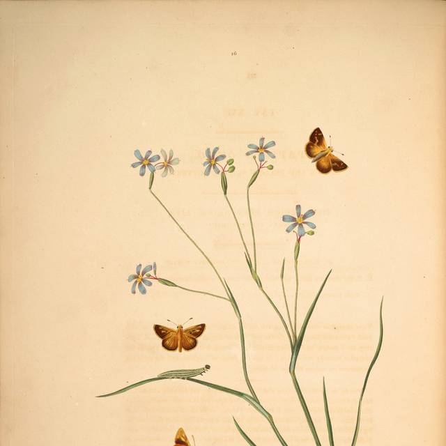 蓝花蝴蝶装饰画