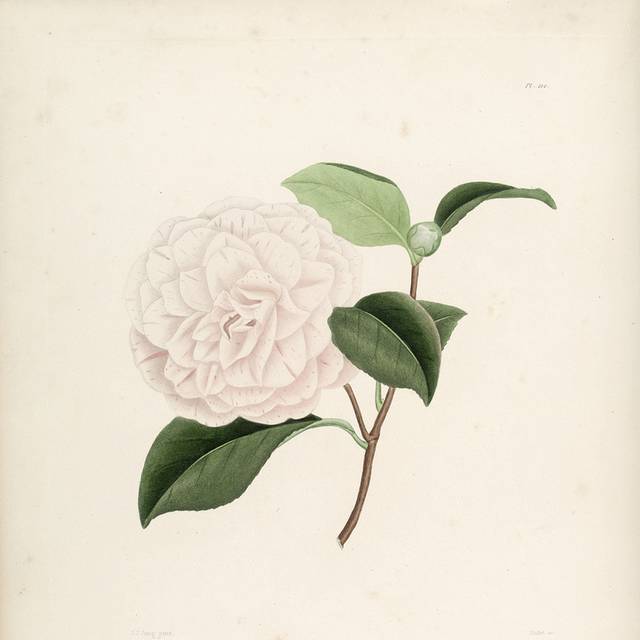 复古茶花插画4