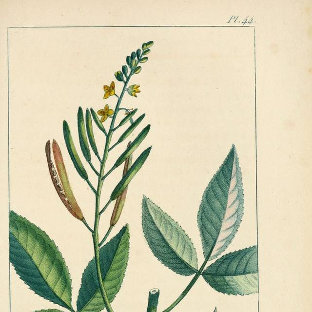美式复古手绘植物装饰画1