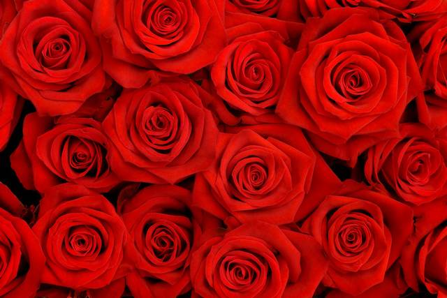浪漫红玫瑰客厅装饰画