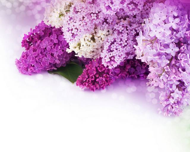 紫色精美鲜花时尚装饰画