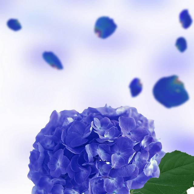 蓝色绣球花装饰画1