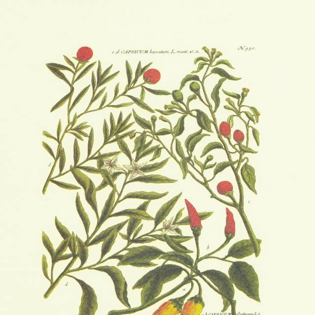 彩色辣椒客厅装饰画