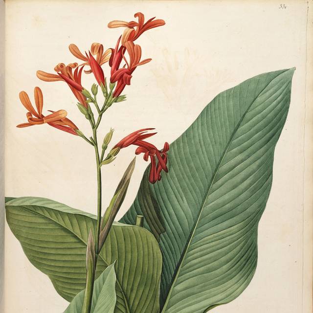 一株红色鲜花装饰画2