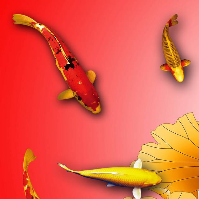 红底锦鲤手绘荷花装饰画