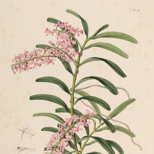 复古粉色花朵装饰画6