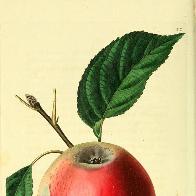 红苹果手绘装饰画