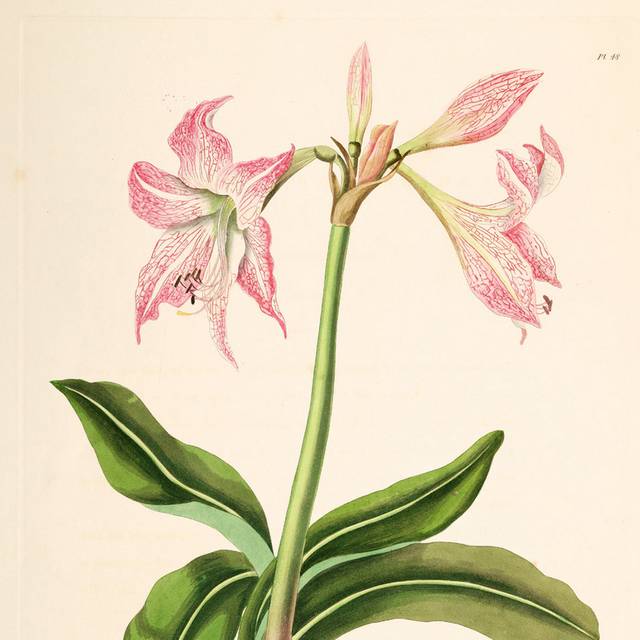 粉色美丽花朵装饰画4