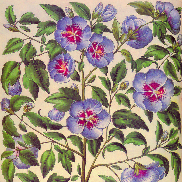 唯美紫色花朵装饰画素材