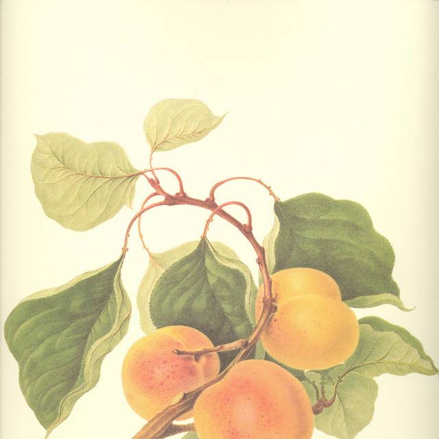 手绘果实花卉装饰画3