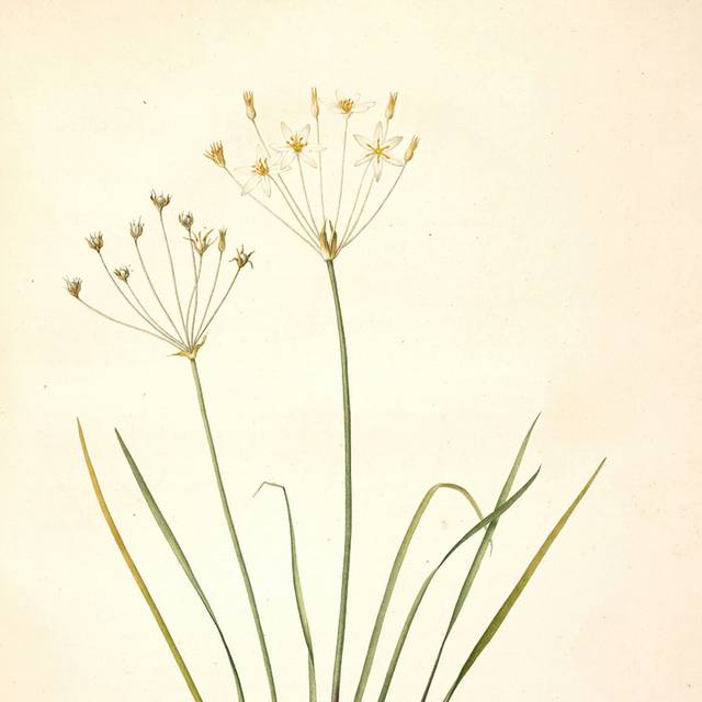 复古美丽黄花装饰画6