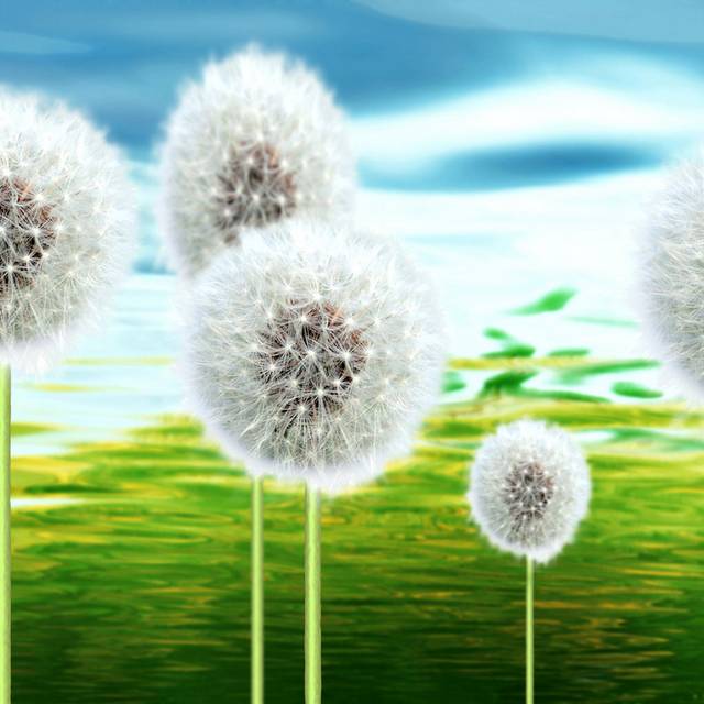 创意蒲公英装饰画