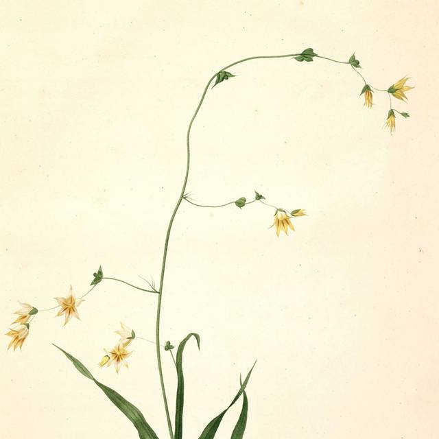 美丽黄花绿叶装饰画2