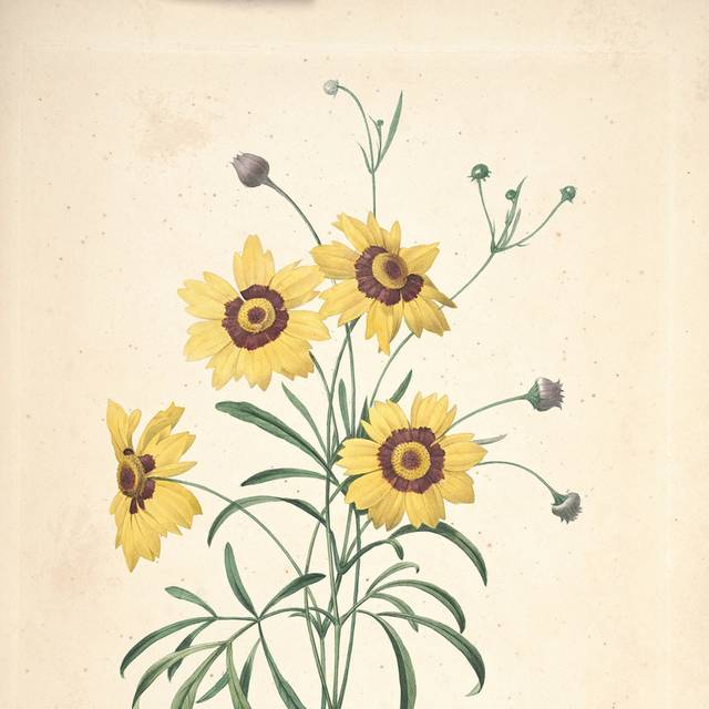 黄色花朵装饰画5