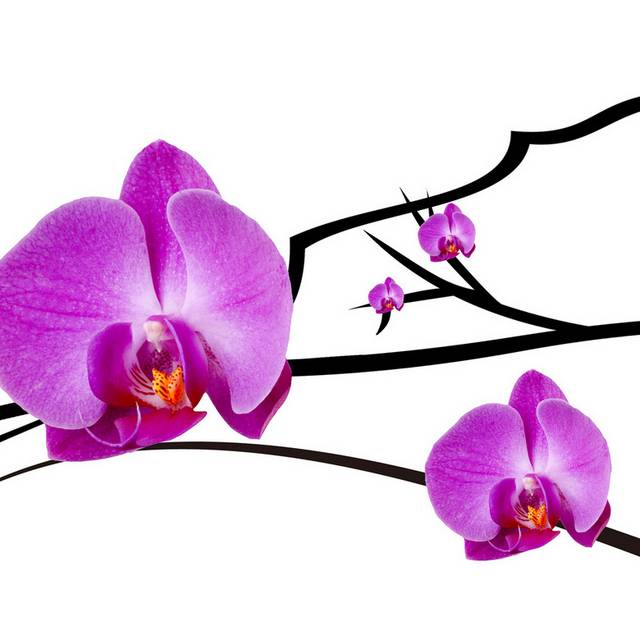 紫色精美时尚鲜花无框画