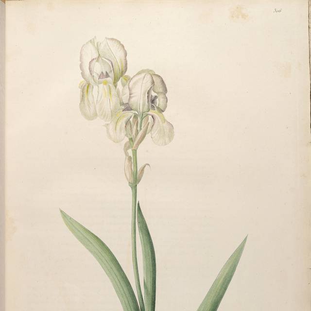 白色鲜花装饰画5