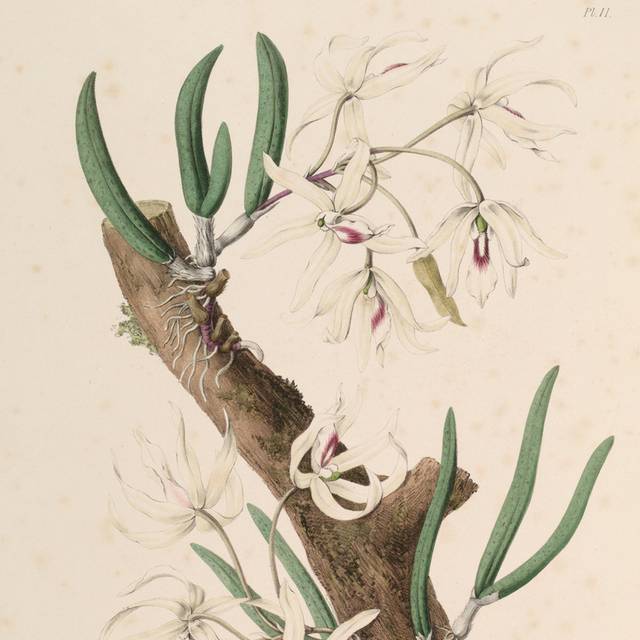 复古白花绿叶装饰画6