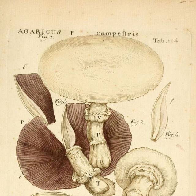 蘑菇装饰画