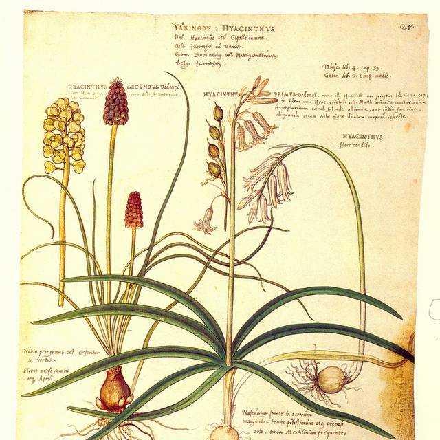 手绘果实花卉装饰画