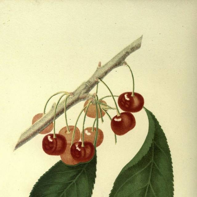 客厅水果插画