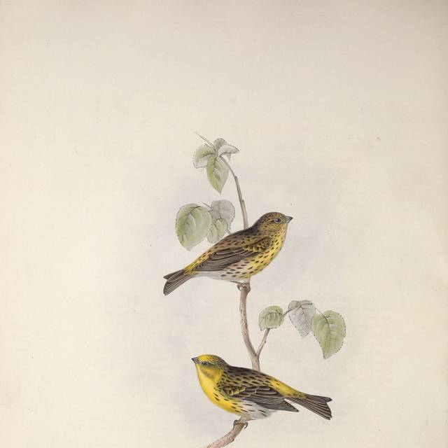 复古黄色小鸟装饰画