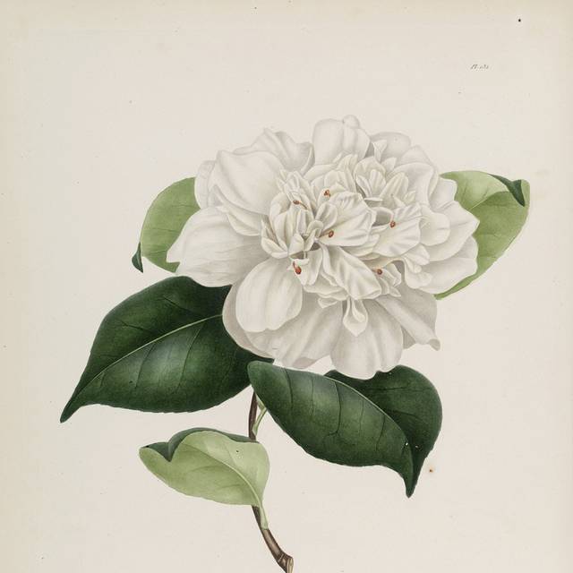 茶花手绘复古装饰画4