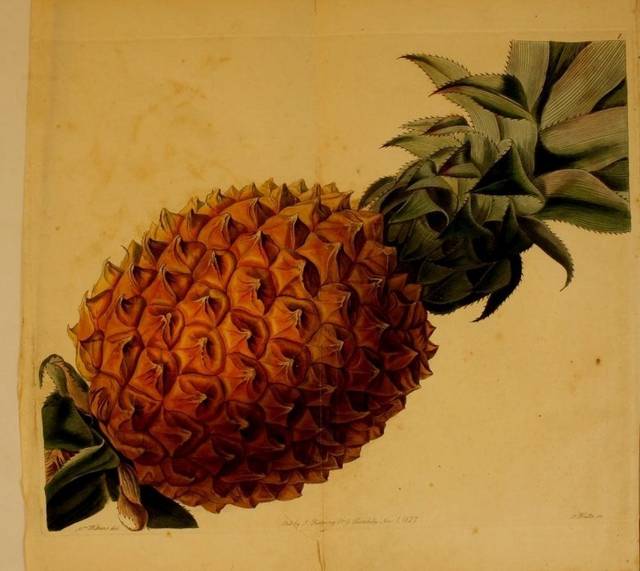 复古菠萝装饰画