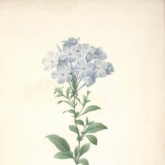 浅蓝鲜花装饰画22