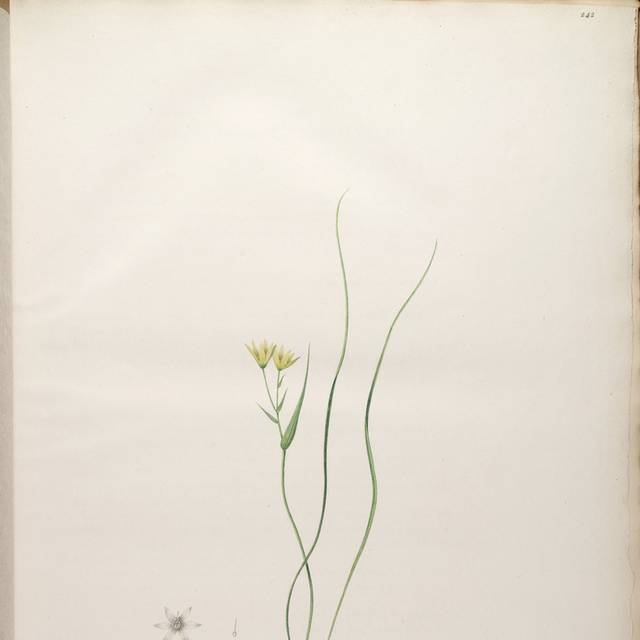黄色花朵叶子装饰画