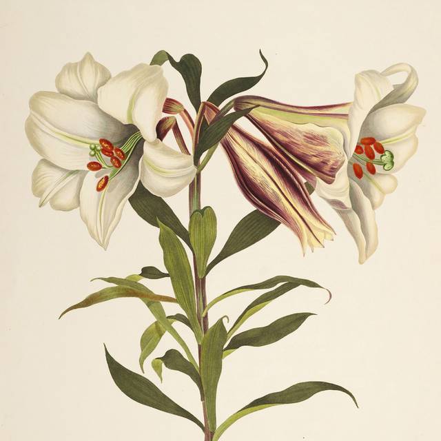 一株白色鲜花装饰画4