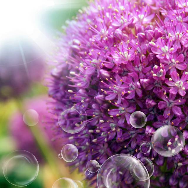 精美时尚紫色鲜花大气装饰画