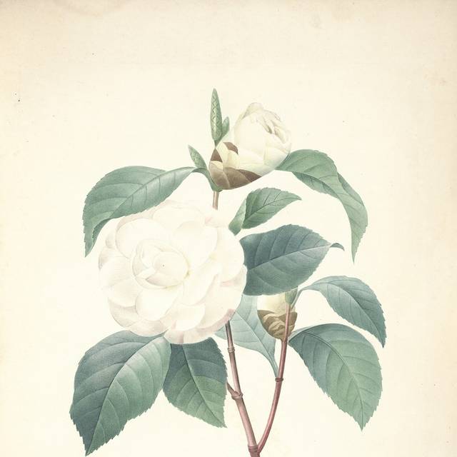 美丽白花装饰画10