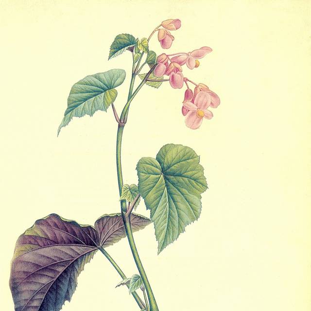 手绘植物花卉装饰画4