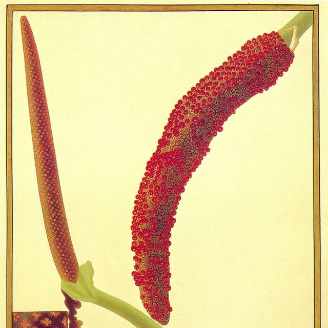 红色植物花卉装饰画