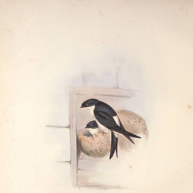 美丽黑白小鸟装饰画
