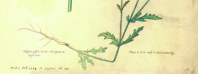 罂粟花复古装饰画